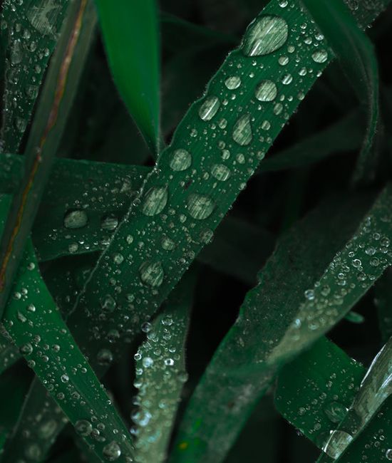 Fresh green plants and water for natural wellness context