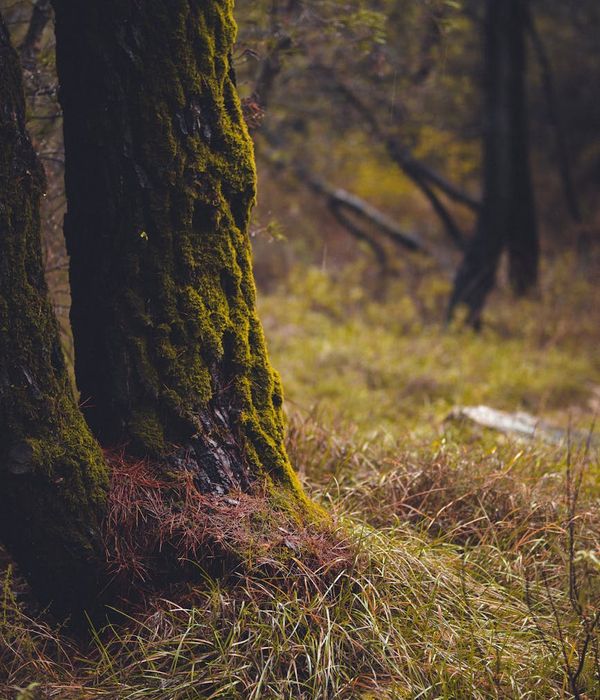 Green forest landscape reflecting natural harmony and health